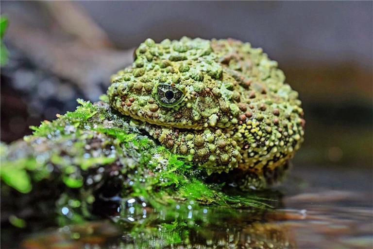 Der Vietnamesische Moosfrosch ist ein Meister der Tarnung.