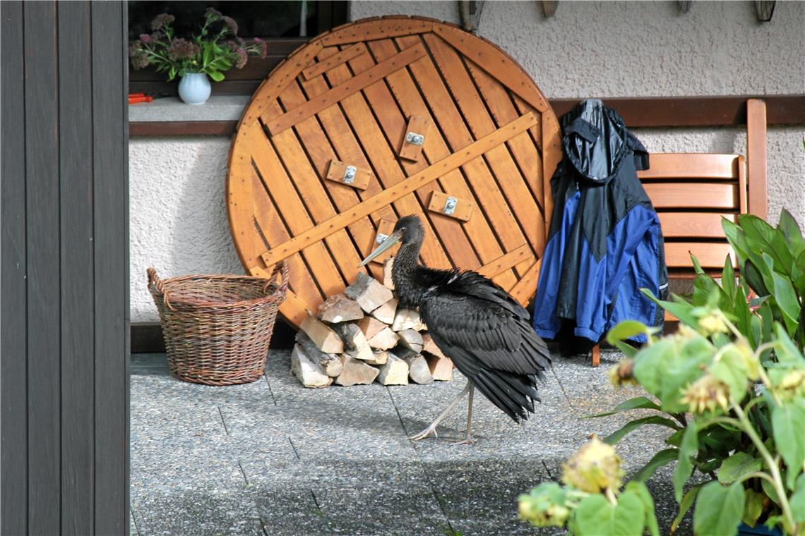 Schwarzstorch auf Stadtausflug in Murrhardt Der Vogel schaut sich sogar auf einer Terrasse am südlichen Stadtrand um. Foto: Dieter Seitz