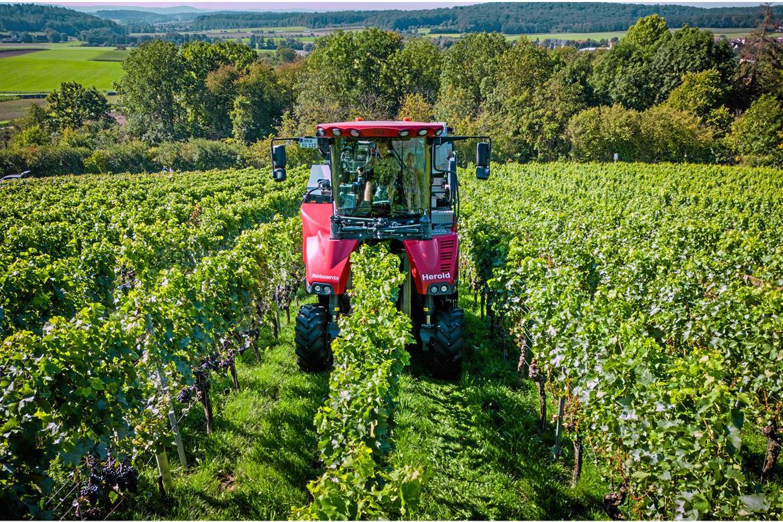 Mit Volldampf durch die Aspacher Weinlese Der Vollernter kann in einer Fahrt über die Reben die Reihe abernten. Foto: Alexander Becher