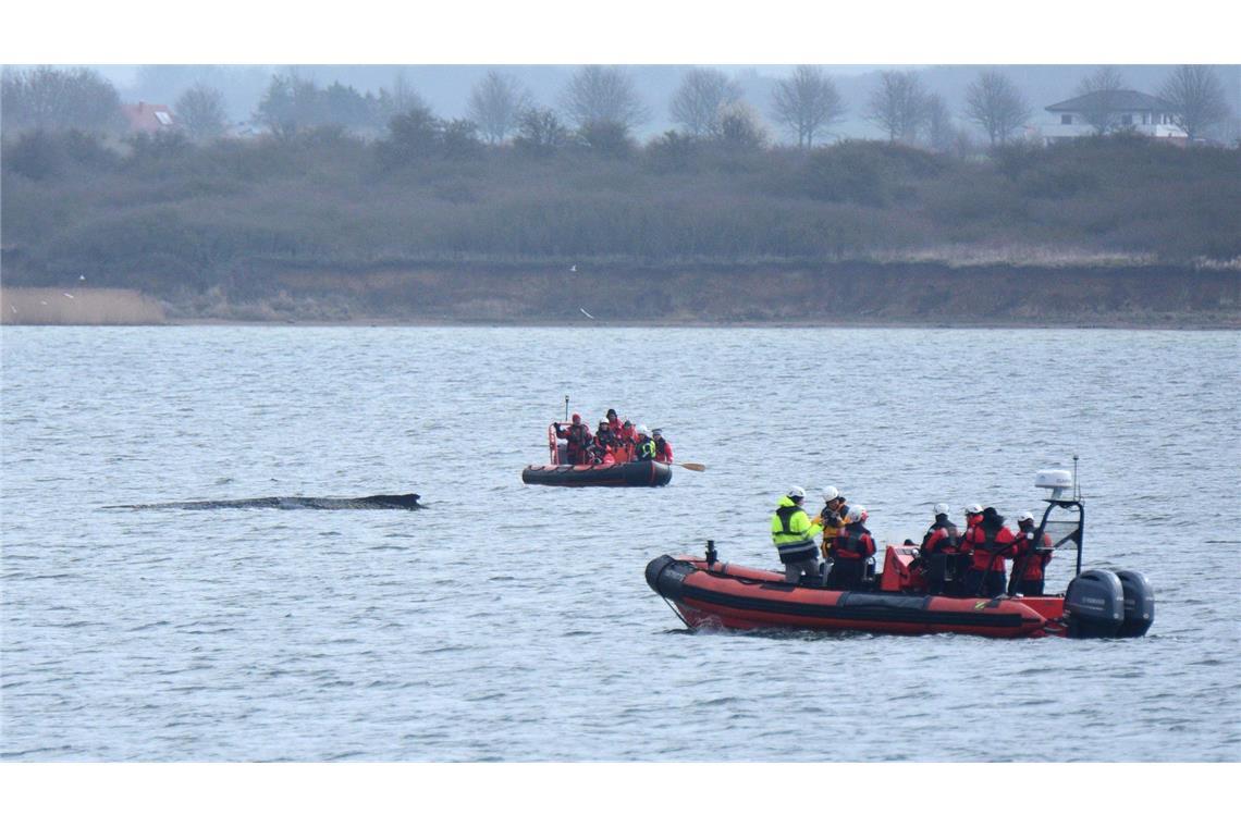 Der vor rund einer Woche beim Timmendorfer Strand an der Ostseeküste gestrandete Wal liegt aktuell vor Wismar.