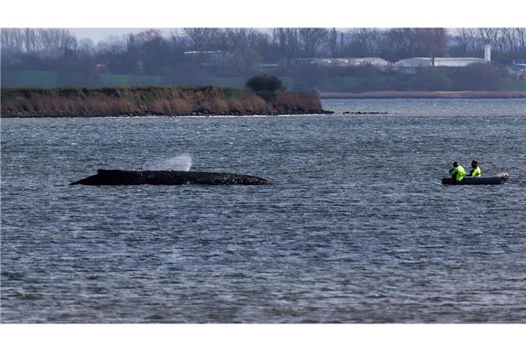 Der Wal atmet noch immer regelmäßig alle zwei bis vier Minuten (Archivbild).