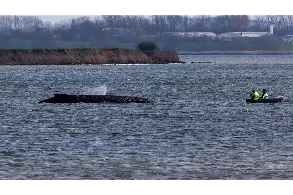 Überlebenskampf in der Ostsee –  Wal atmet weiter