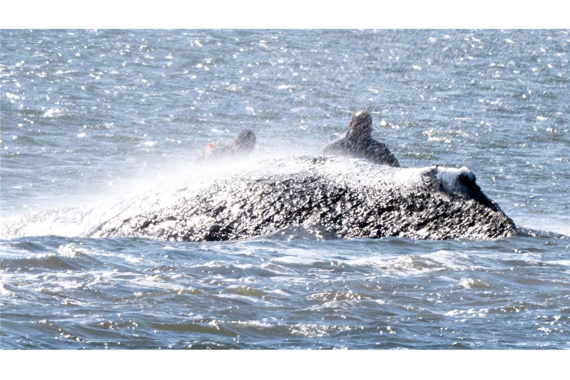 Der Wal befindet sich immer noch im Flachwasserbereich.