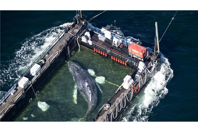 Der Wal ist auf dem Weg Richtung Dänemark.
