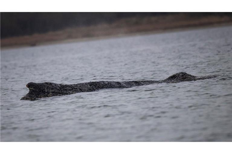 Der Wal ist in der Nacht zu Sonntag erneut von der Sandbank freigekommen.