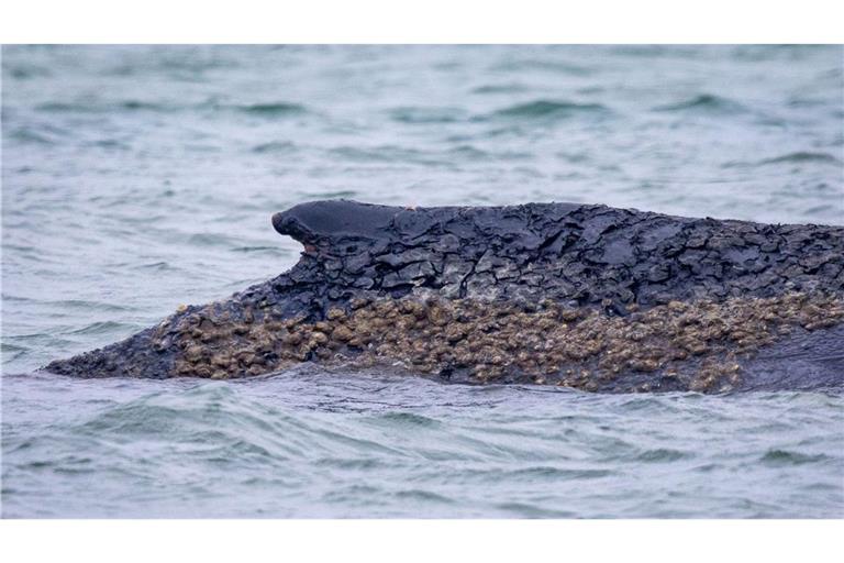 Der Wal ist weiterhin gestrandet.