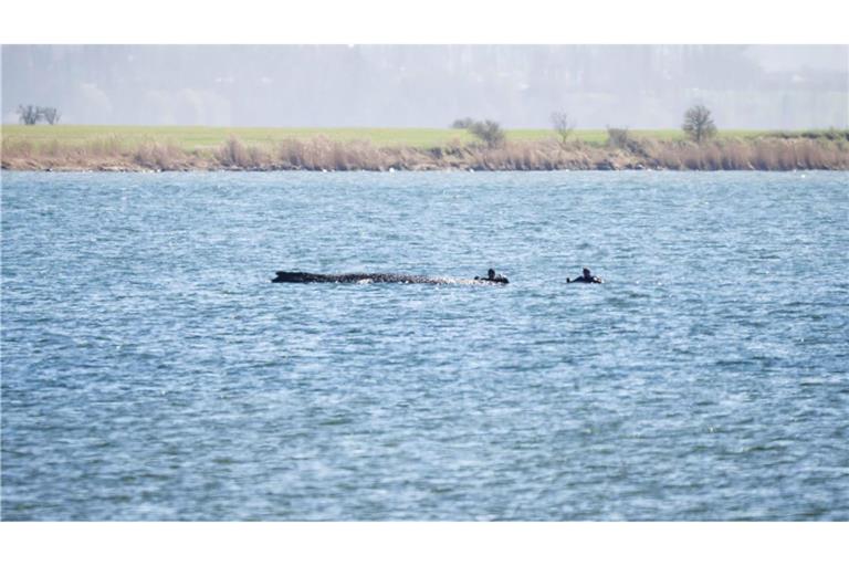 Der Wal lebt laut Wasserschutzpolizei noch.
