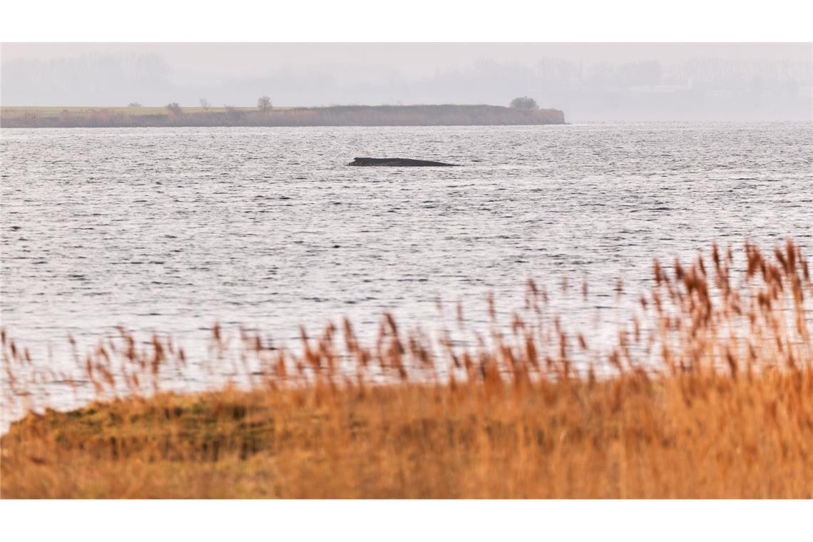 Der Wal liegt auf einer Sandbank vor der Insel Poel.
