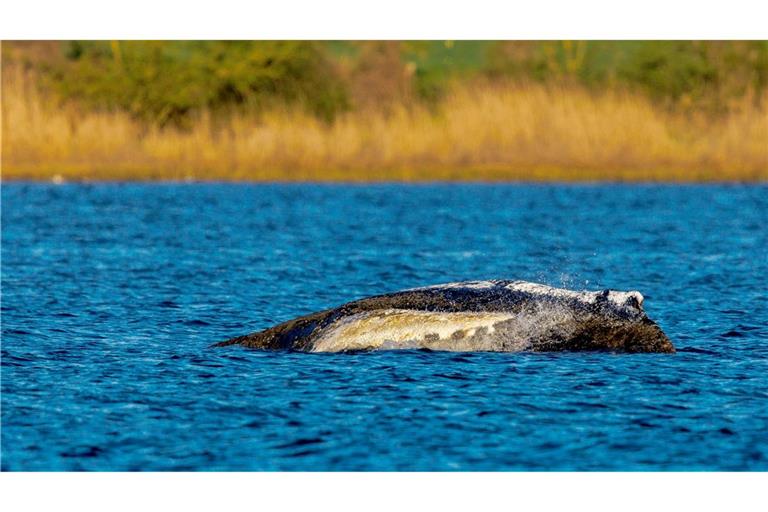 Der Wal liegt immer noch vor der Insel Poel.