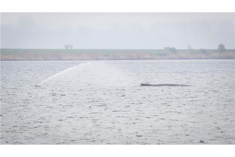 Der Wal liegt seit Tagen vor der Insel Poel. (Archivbild)