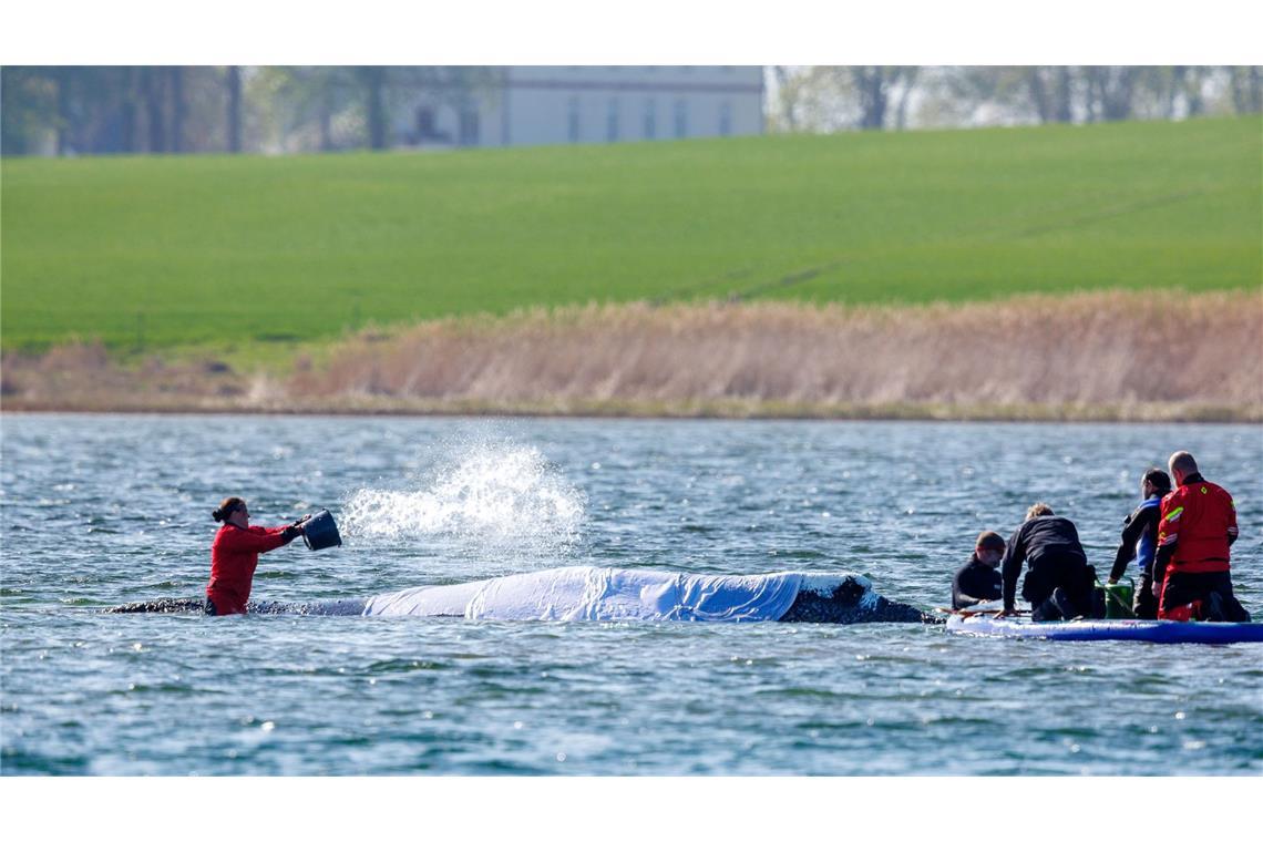 Der Wal scheint das Treiben gelassen und ruhig hinzunehmen - doch stimmt dieser Eindruck?