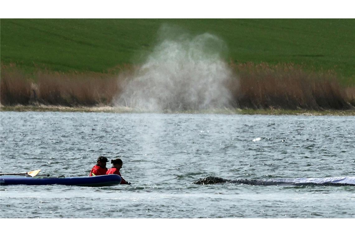 Der Wal soll am Dienstag mit einem Lastkahn geborgen werden.