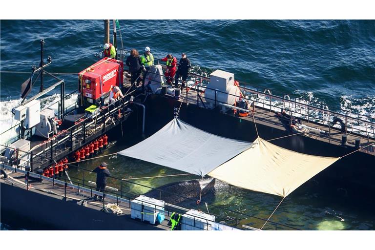 Der Wal soll in der Nordsee freigelassen werden.