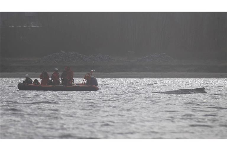 Der Wal soll jetzt in Ruhe gelassen werden - aber schafft er es aus eigener Kraft?