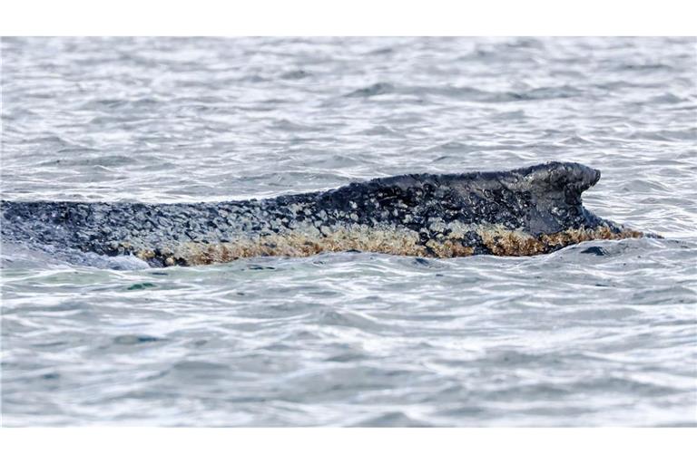 Der Wal wird rund um die Uhr durch die Wasserschutzpolizei und eine Walwache an Land betreut.