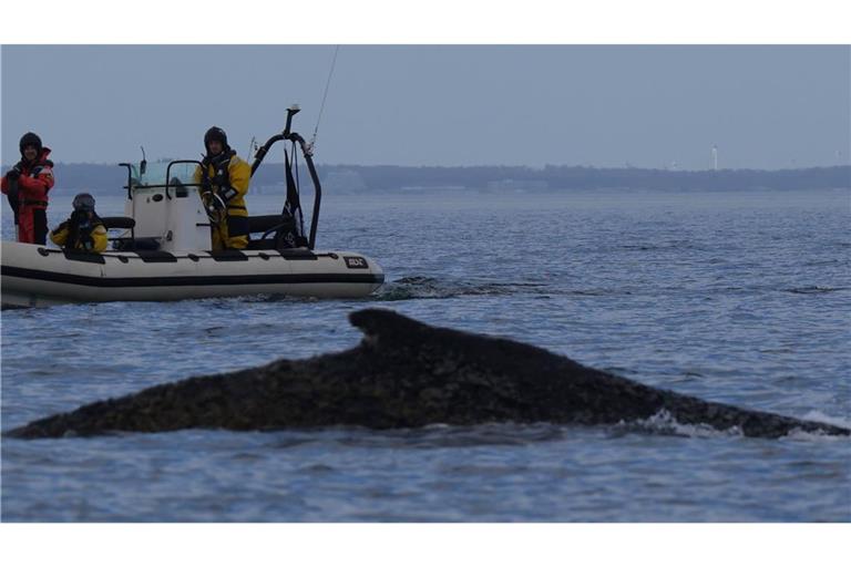 Der Wal wurde gesichtet.