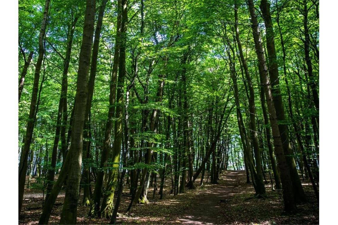Der Wald eignet sich nur bedingt als Geldanlage, aber andere nachhaltige Investitionen haben deutlich an Bedeutung gewonnen. Foto: Jens Büttner