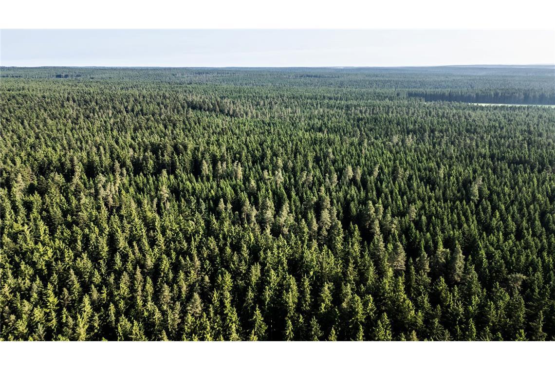 Neuer "Weckruf" für die gestressten Wälder Der Wald in Deutschland bleibt laut einem neuen Bericht unter "Dauerstress". (Archivbild)