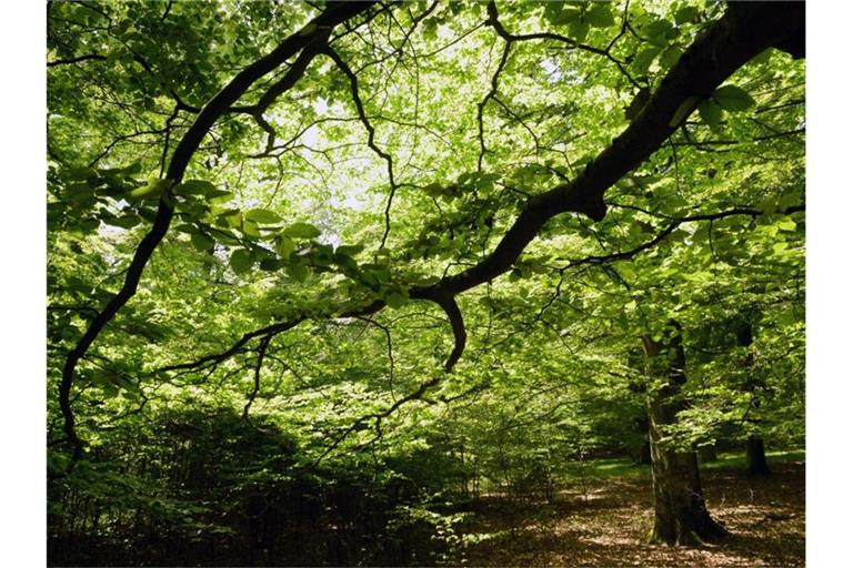 Der Wald in Deutschland ist vielerorts gestresst und leidet unter den Folgen von Trockenheit. Foto: Uwe Zucchi