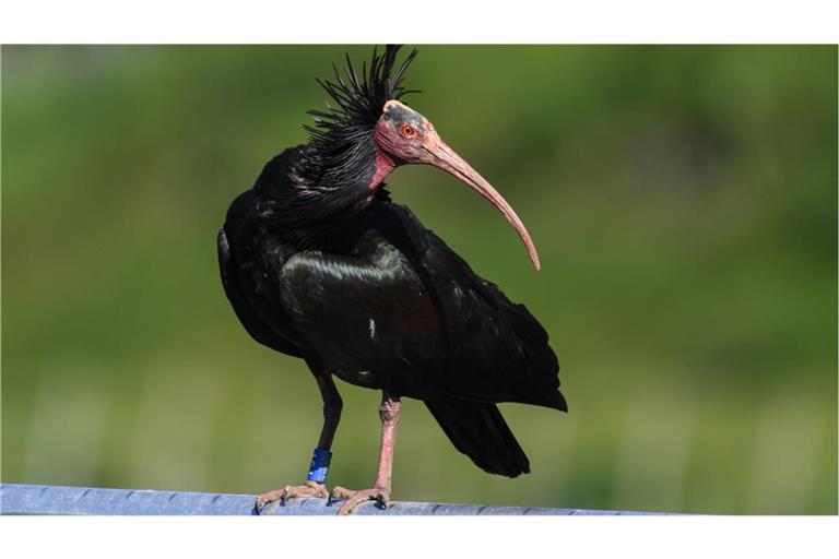 Wilderer erschießen vom Aussterben bedrohte Vögel Der Waldrapp zählt zu den seltensten Vögeln der Welt – zwei von ihnen sind Wilderern zum Opfer gefallen (Archivbild).