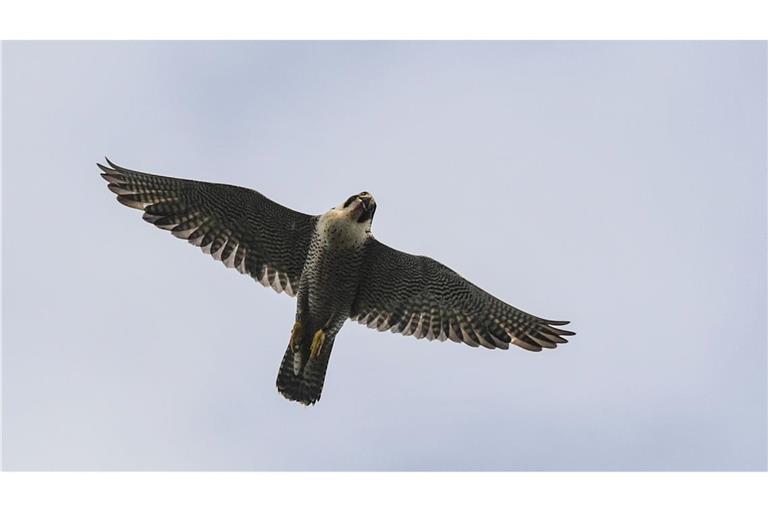 Der Wanderfalke steht in Deutschland unter Schutz.