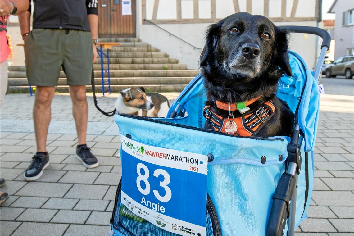 Tour de Landschaft mit vielen Facetten Der Wandermarathon ist für jeden geeignet – auch für Vierbeiner im Buggy.