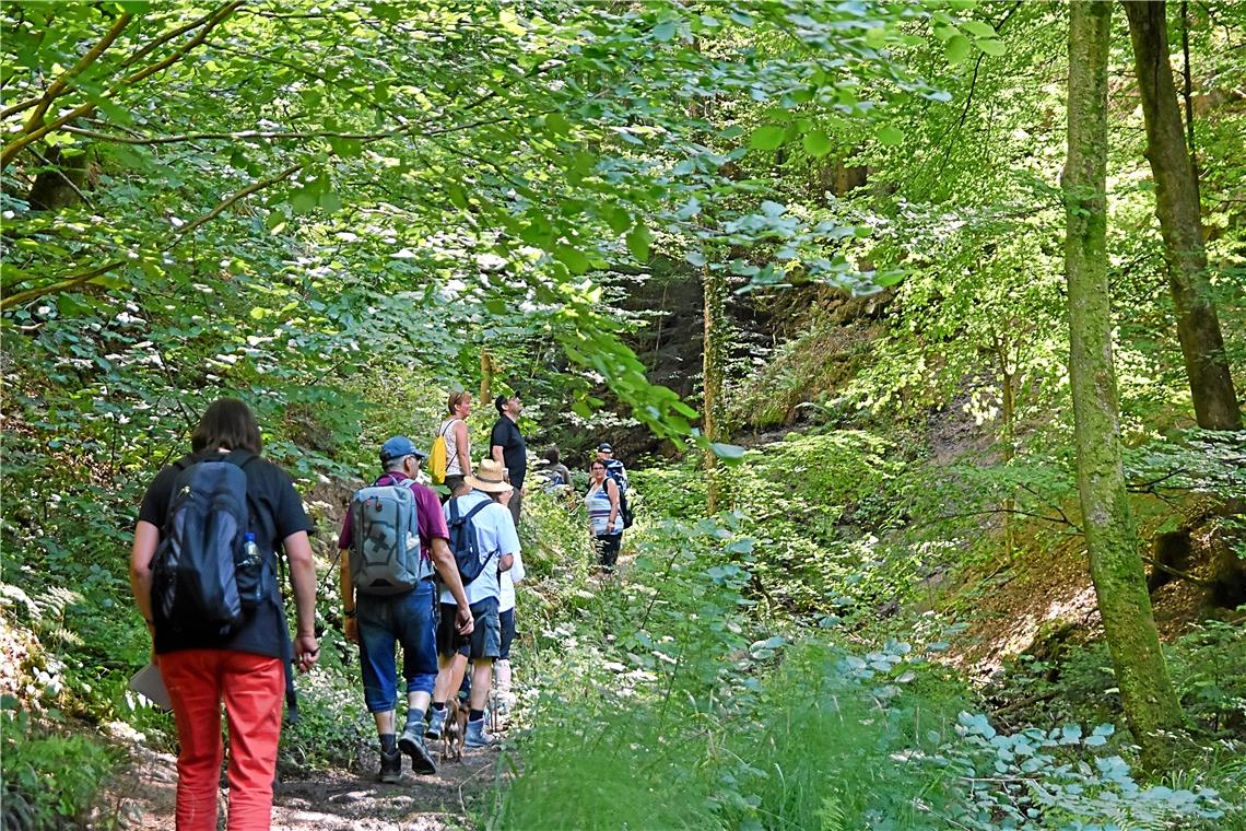 BKZ-Wandertag: In Murrhardt durch Wald und wildromantische Klingen Der Weg durch die Franzenklinge ist schmal und wird im Gänsemarsch bestritten.