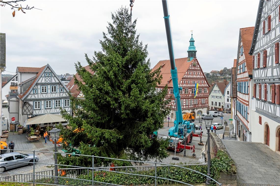 Der Weihnachtsbaum 2021 steht seit gestern Mittag. Die Fichte ist stolze 15 Meter hoch, damit überragt sie ihren Vorgänger aus dem Jahr 2020 um einige Meter. Der zentrale Weihnachtsbaum kommt aus einem Murrhardter Privatgarten. Foto: A. Becher