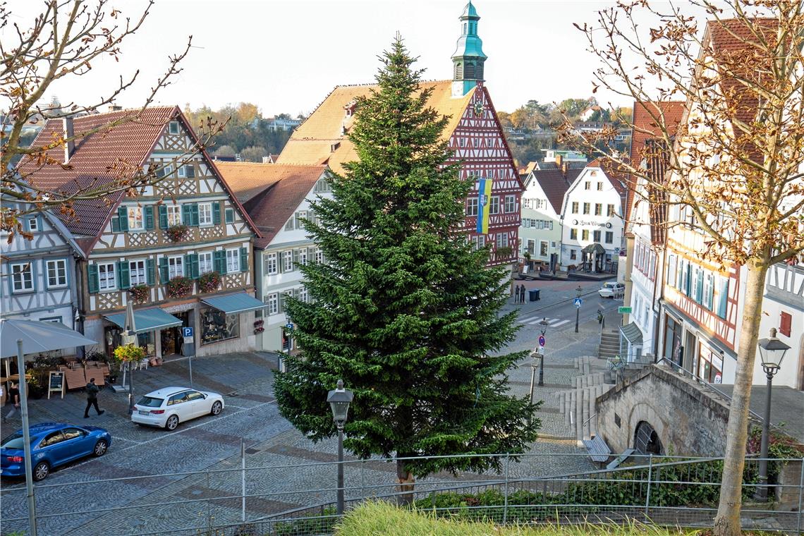 Weißtanne wird Weihnachtsbaum Der Weihnachtsbaum steht: Eine Weißtanne schmückt Backnangs Marktplatz. Foto: A. Becher