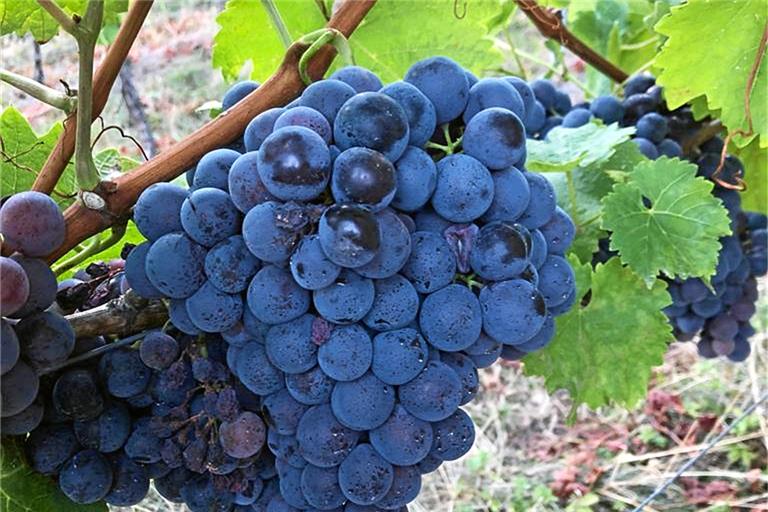 Der Weinbau ist zusammen mit dem Tourismus und der Gastronomie ein wichtiger Wirtschaftszweig im Kreis. Symbolfoto: privat