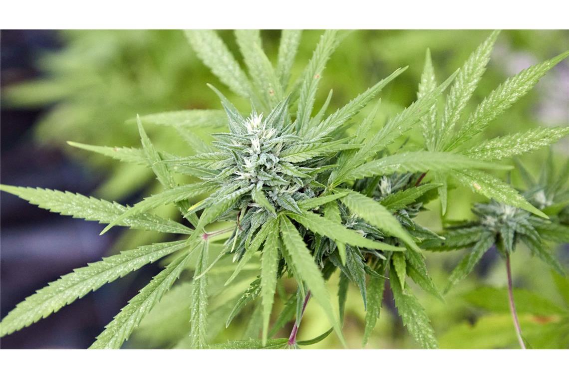 Freispruch in Marihuana-Schmuggel-Prozess aufgehoben Der Wert der geschmuggelten Drogen soll rund 1,9 Millionen Euro betragen. (Symbolbild)