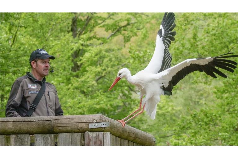 Der Wild- und Freizeitpark hat sich seit mehr als 20 Jahren um die Wiederansiedlung von Weißstörchen verdient gemacht.