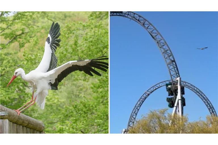 Der Wild- und Freizeitpark hat sich seit mehr als 20 Jahren um die Wiederansiedlung von Weißstörchen verdient gemacht.