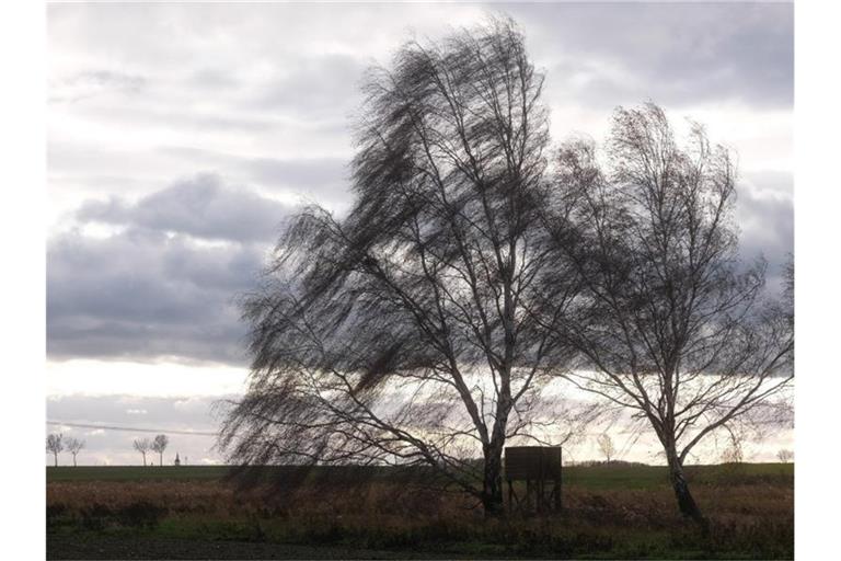 Der Wind weht durch kahle Birken in Nordsachsen. Foto: Sebastian Willnow/dpa-Zentralbild/dpa