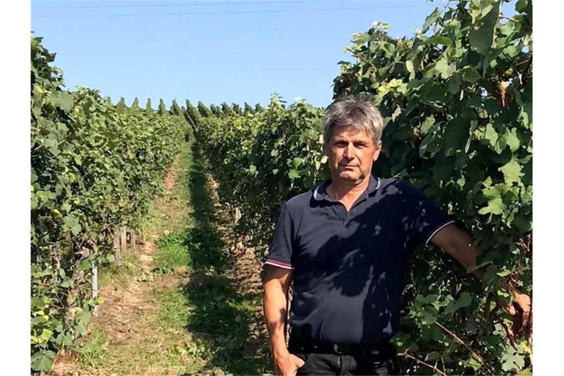 Winzer vermutet Kollegen hinter Diebstahl von Weintrauben