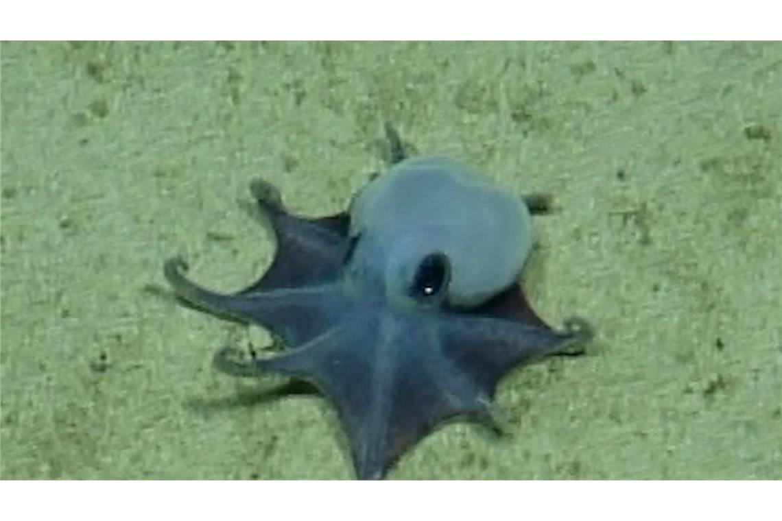 Der winzige blaue Oktopus ist in etwa so groß wie ein Golfball.