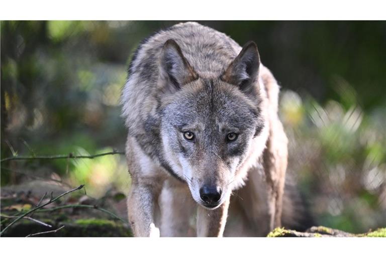 Der Wolf auf der Hornisgrinde darf nach Gerichtsbeschluss erlegt werden. (Symbolbild)