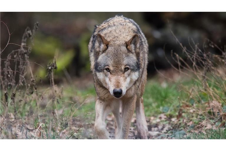 Der Wolf im Nordschwarzwald darf vorerst nicht weiter gejagd werden.