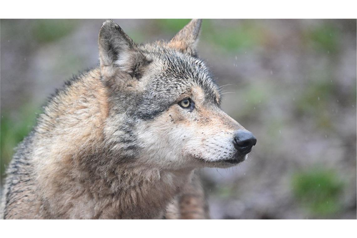 Der Wolf wurde Anfang März von einem Polizeiauto überfahren (Symbolbild).