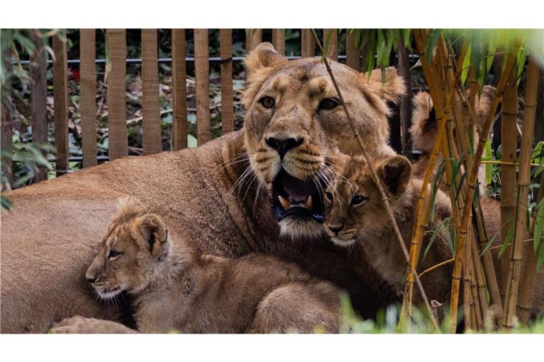 Der Wurf von Löwin «Gina» war die erste Löwengeburt im Kölner Zoo seit 20 Jahren.
