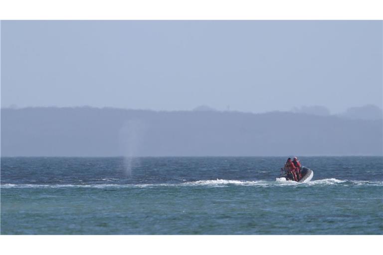 Der zeitweise vor Timmendorfer Strand gestrandete Buckelwal sorgte auch davor schon für Schlagzeilen.
