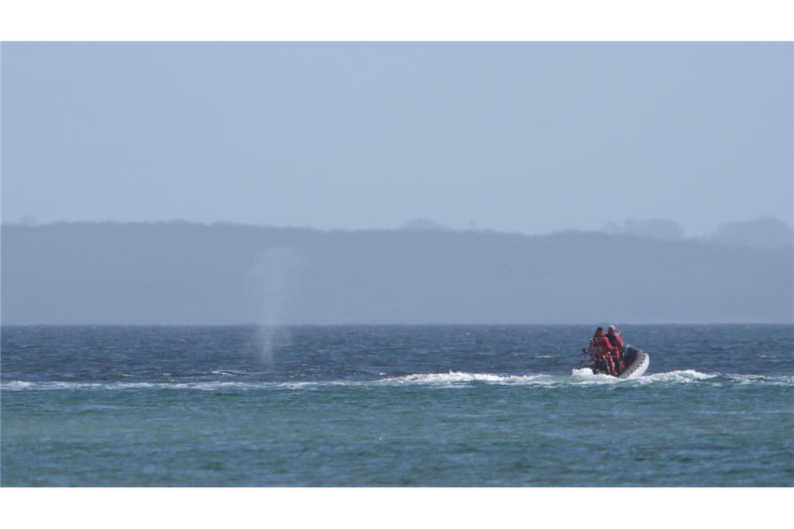 Wo der befreite Wal zuvor schon aufgetaucht ist