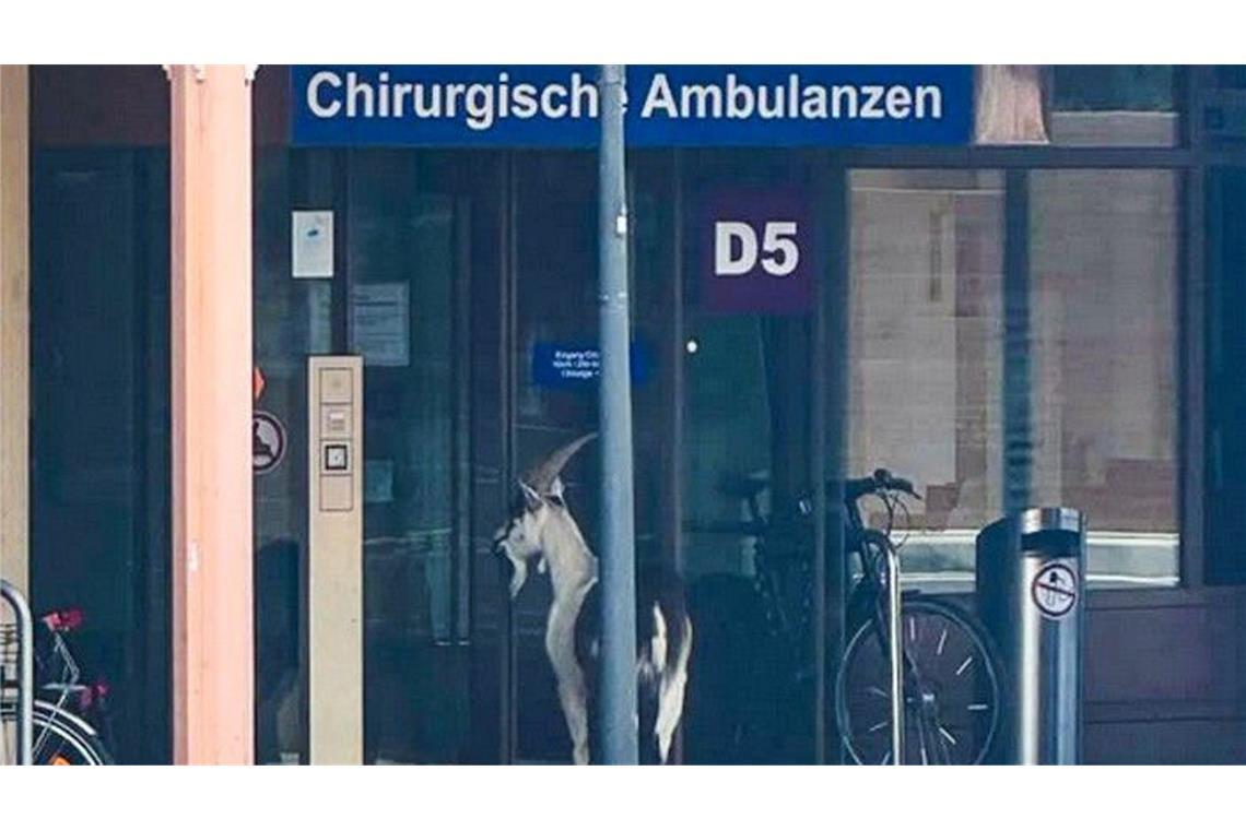 Der Ziegenbock hatte aufmerksam durch die Glastür geblickt und war schließlich auch Mitarbeitern aufgefallen. 