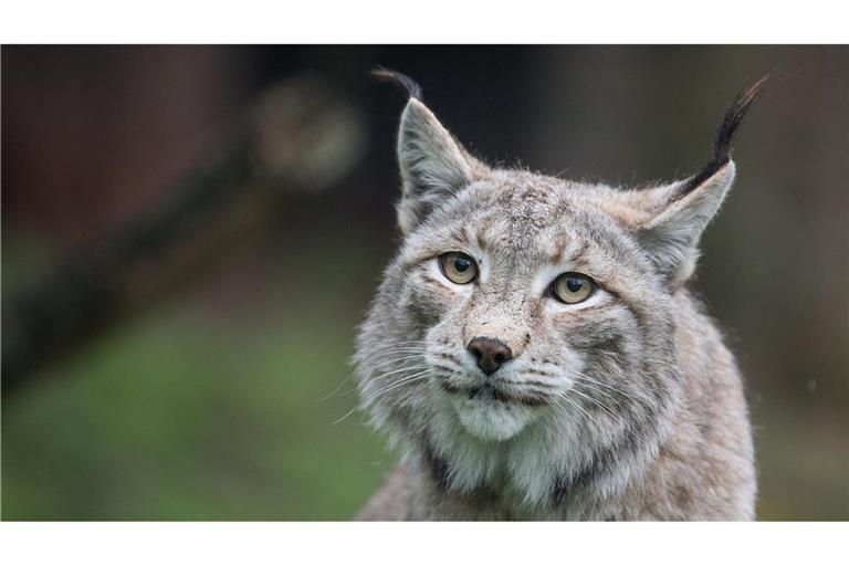 Der Zoo in Aalborg weist darauf hin, dass Raubtiere wie Luchse auf ganze Beutetiere angewiesen sind - gerne auch Haustiere. (Archivbild)