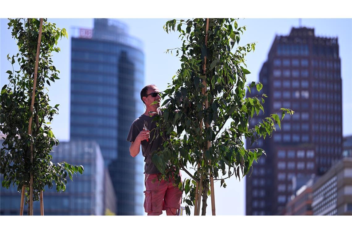 Der gestresste Stadtbaum - Was ihm helfen kann Der Zürgelbaum gilt als ein Baum der Zukunft.