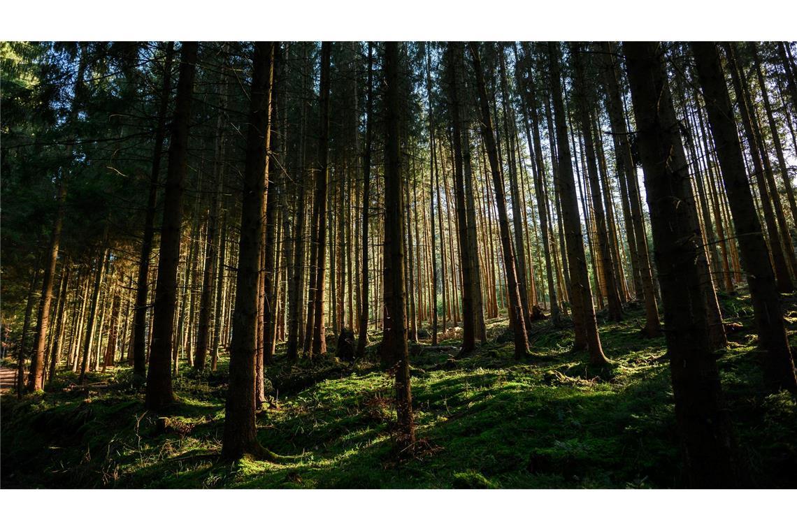 Der Zustand der deutschen Wälder bleibt angespannt. (Archivbild)