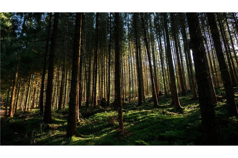 Der Zustand der deutschen Wälder bleibt angespannt. (Archivbild)