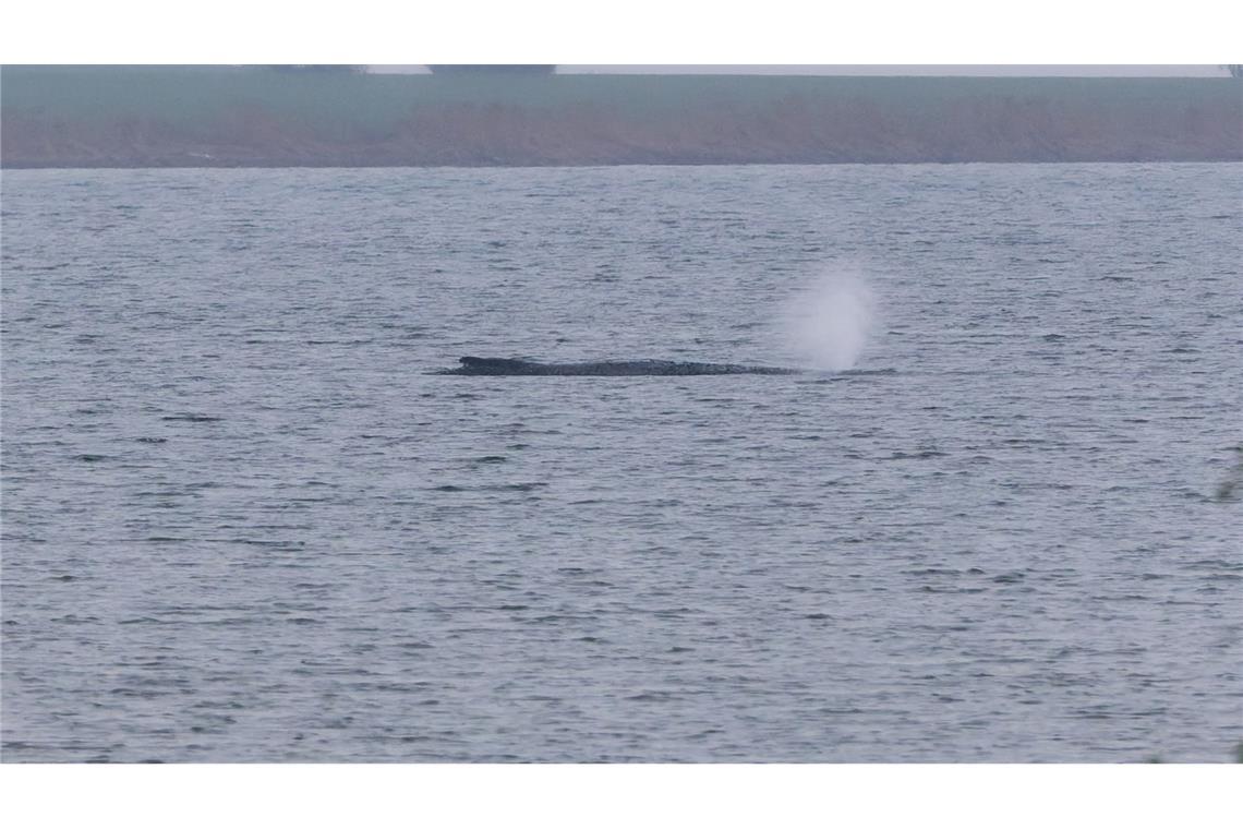 Gestrandeter Buckelwal hat Wasser in der Lunge