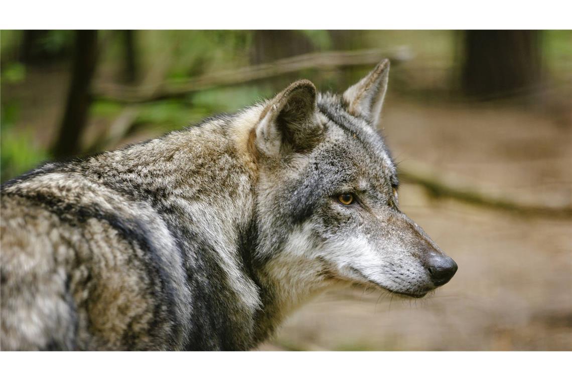 Der zutrauliche Wolf im Nordschwarzwald konnte sich den Jägern bislang entziehen. (Symbolfoto)