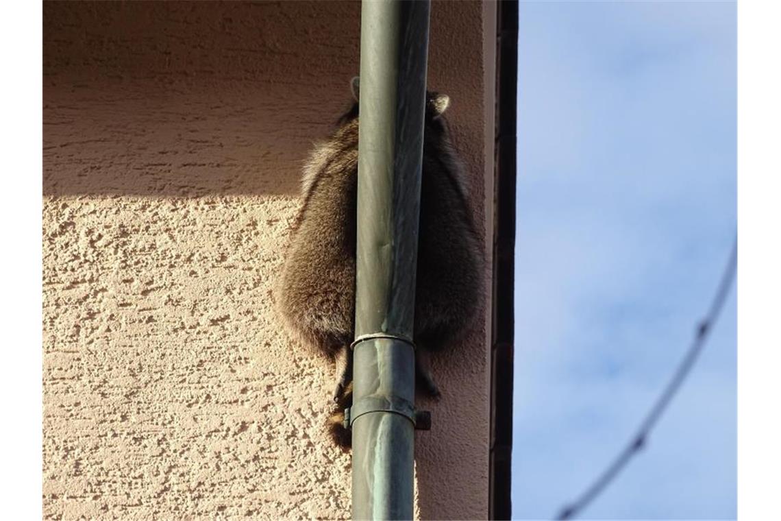 Waschbär eingeklemmt Der zwischen Dachrinnenrohr und Hauswand eingeklemmte Waschbär. Foto: Polizei Esslingen/Polizeipräsidium Reutlingen/dpa